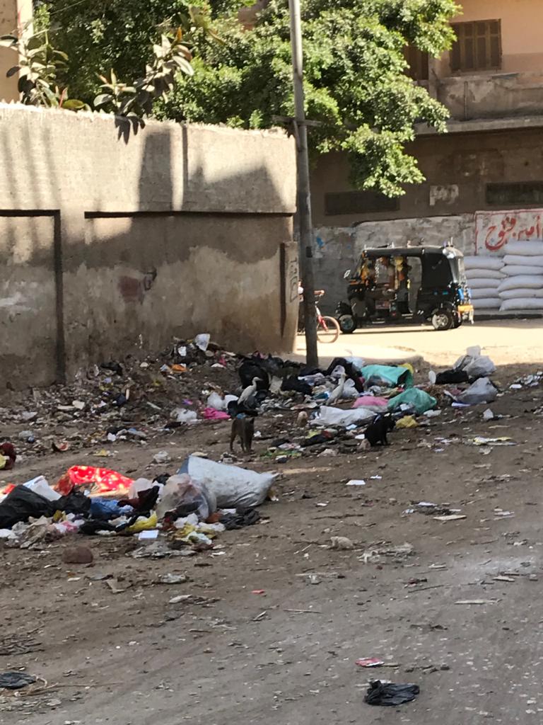 القمامة تحاصر مدينة زفتي في الغربية (4)