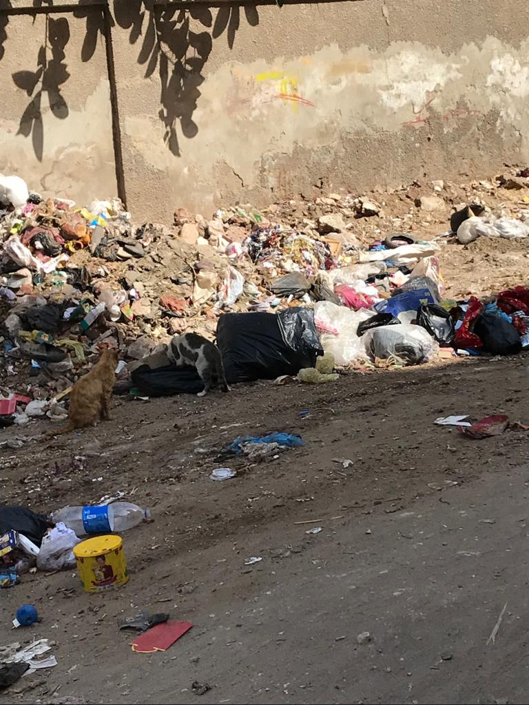 القمامة تحاصر مدينة زفتي في الغربية (3)