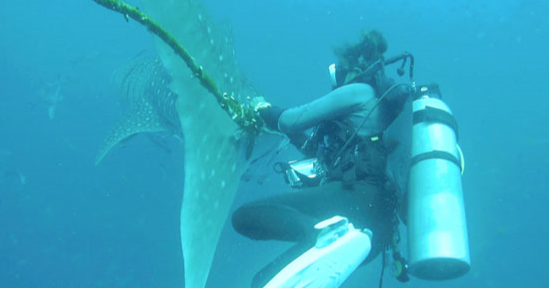 الغواص أثناء قطع الحبل من ذيل سمكة القرش