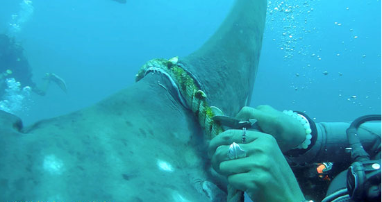 يحاول الغواص قطع الحبل من ذيل سمكة قرش الحوت