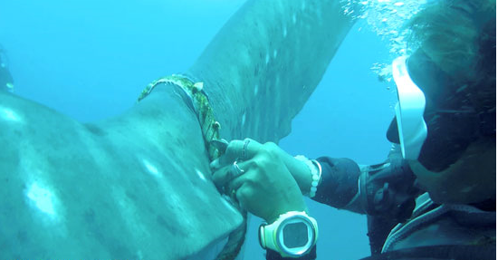 أثناء قطع الحبل من ذيل سمكة القرش