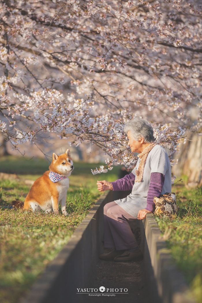 Shiba-Inu-Grandmas-Best-Friend-3