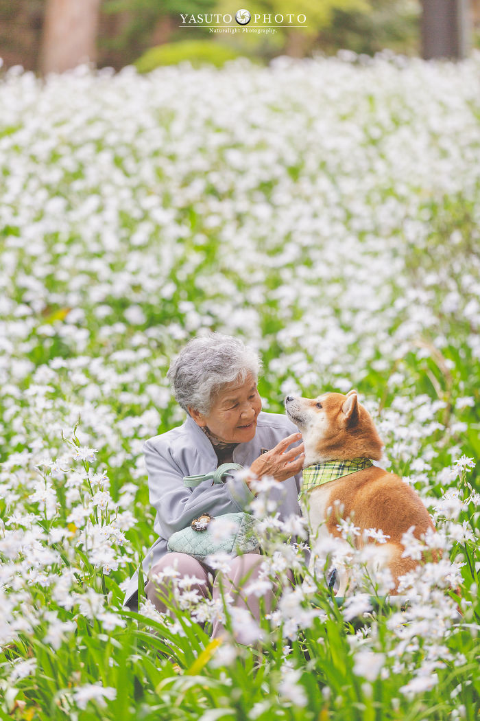 Shiba-Inu-Grandmas-Best-Friend-6