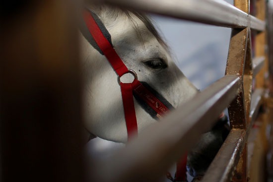أحد الخيول فى غزة