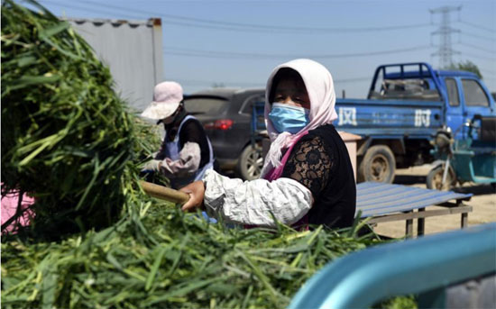 تجهيز العلف للجراد