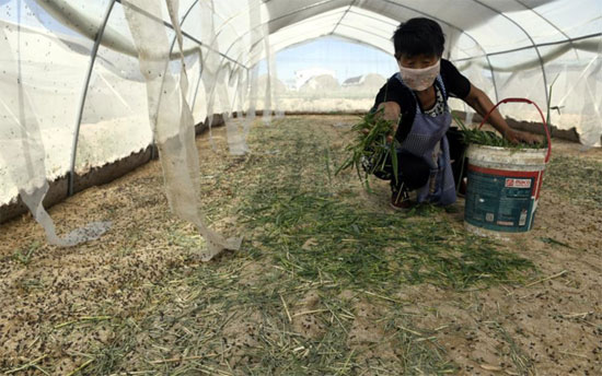 تربية الجراد للهروب من الفقر