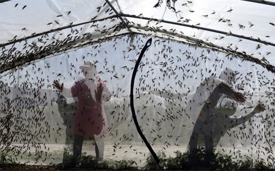 مزرعة لتربية الجراد