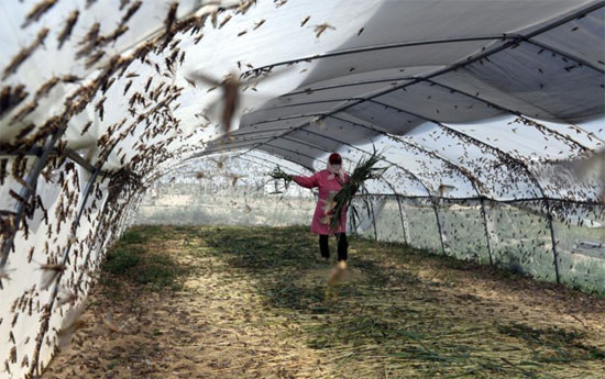 3200-مزرعة لتربية الجراد فى إحدى مدن الصين