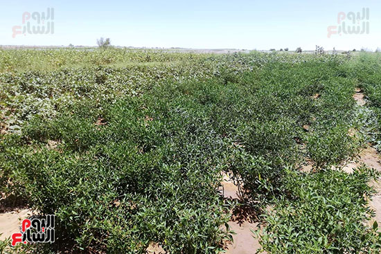 قرية فلسطين بالخارجة تستعيد ريادتها فى إنتاج البطيخ (6)