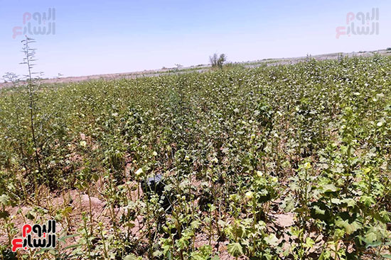 قرية فلسطين بالخارجة تستعيد ريادتها فى إنتاج البطيخ (20)