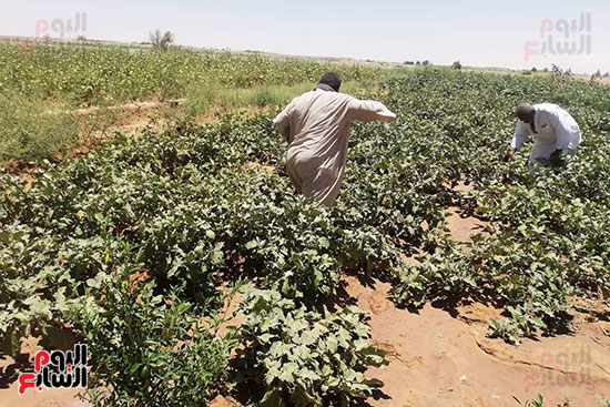 قرية فلسطين بالخارجة تستعيد ريادتها فى إنتاج البطيخ (4)