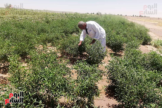 قرية فلسطين بالخارجة تستعيد ريادتها فى إنتاج البطيخ (13)