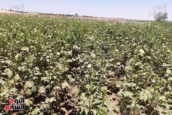 قرية فلسطين بالخارجة تستعيد ريادتها فى إنتاج البطيخ (7)