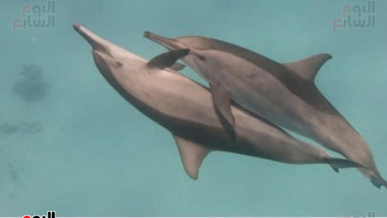 كورونا عند الدلافين فوائد (1)