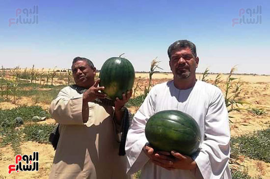 قرية فلسطين بالخارجة تستعيد ريادتها فى إنتاج البطيخ (5)