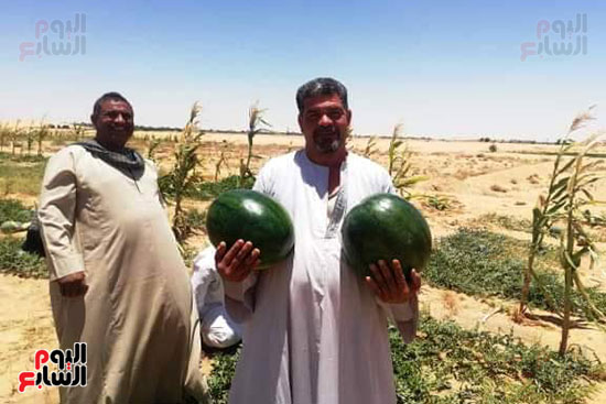 قرية فلسطين بالخارجة تستعيد ريادتها فى إنتاج البطيخ (12)