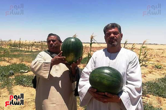 قرية فلسطين بالخارجة تستعيد ريادتها فى إنتاج البطيخ (2)