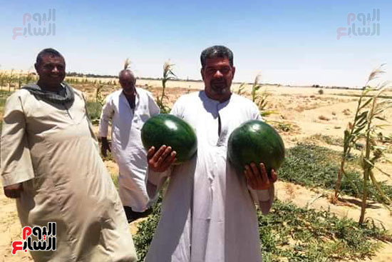 قرية فلسطين بالخارجة تستعيد ريادتها فى إنتاج البطيخ (3)