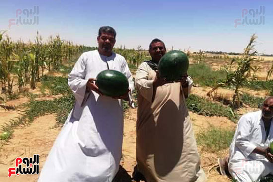 قرية فلسطين بالخارجة تستعيد ريادتها فى إنتاج البطيخ (14)