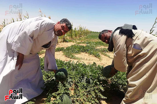 قرية فلسطين بالخارجة تستعيد ريادتها فى إنتاج البطيخ (11)