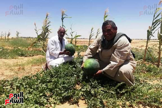 قرية فلسطين بالخارجة تستعيد ريادتها فى إنتاج البطيخ (8)