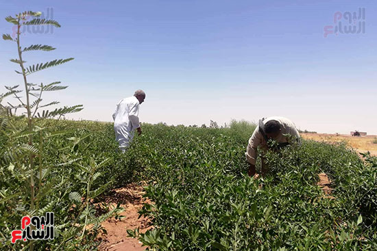 قرية فلسطين بالخارجة تستعيد ريادتها فى إنتاج البطيخ (1)