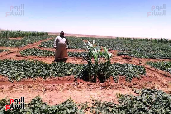قرية فلسطين بالخارجة تستعيد ريادتها فى إنتاج البطيخ (21)