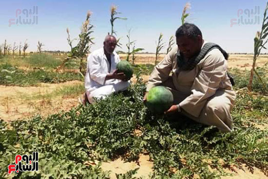قرية فلسطين بالخارجة تستعيد ريادتها فى إنتاج البطيخ (15)