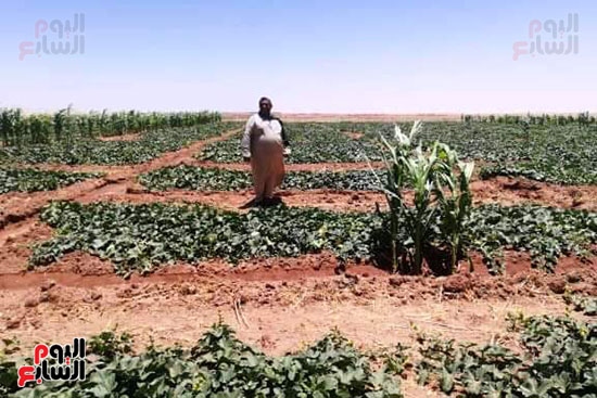 قرية فلسطين بالخارجة تستعيد ريادتها فى إنتاج البطيخ (17)