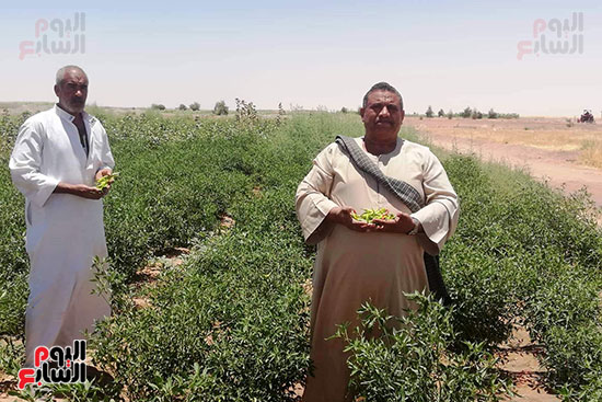 قرية فلسطين بالخارجة تستعيد ريادتها فى إنتاج البطيخ (19)