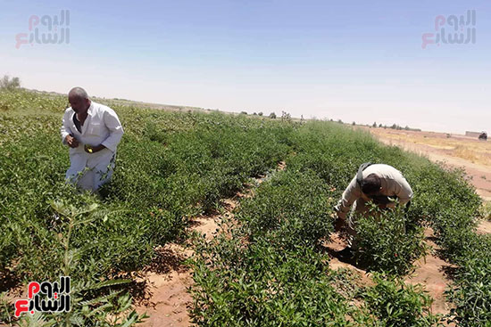قرية فلسطين بالخارجة تستعيد ريادتها فى إنتاج البطيخ (22)