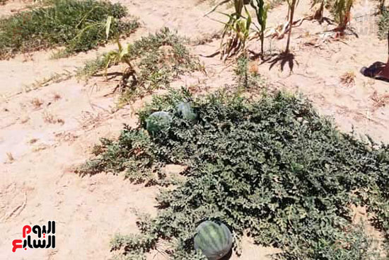 قرية فلسطين بالخارجة تستعيد ريادتها فى إنتاج البطيخ (18)