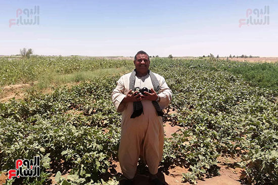 قرية فلسطين بالخارجة تستعيد ريادتها فى إنتاج البطيخ (10)