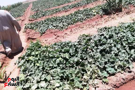 قرية فلسطين بالخارجة تستعيد ريادتها فى إنتاج البطيخ (16)