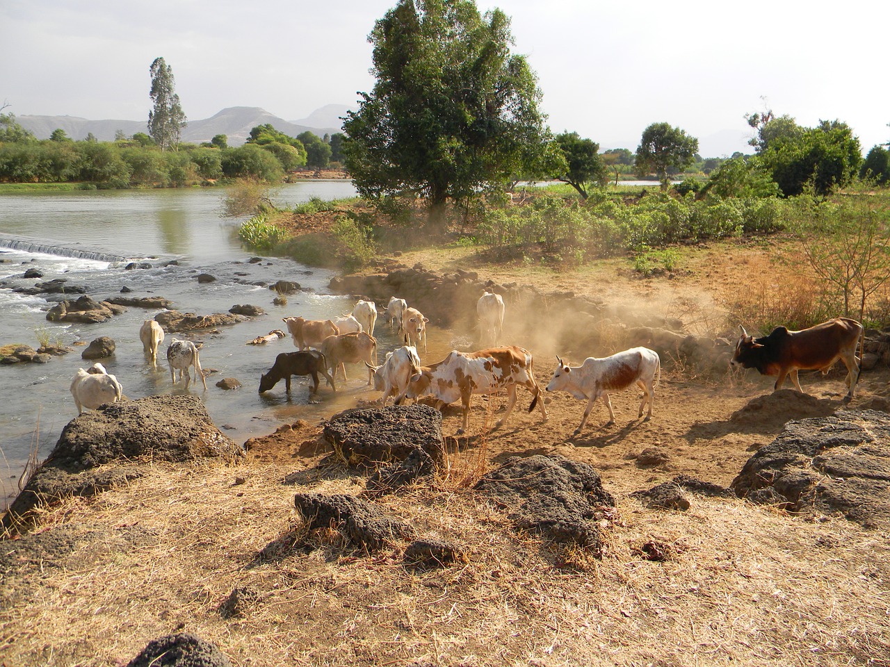 الحيوانات فى اثيوبيا