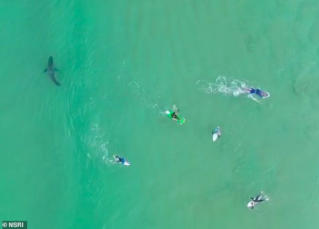 راكبي الأمواج يسبحون فوق القرش الأبيض بجنوب إفريقيا (2)