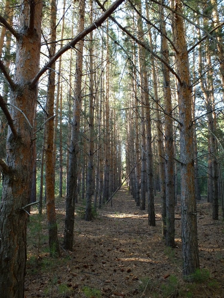 غابة سيبيريا