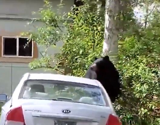 الدب امام السيارة