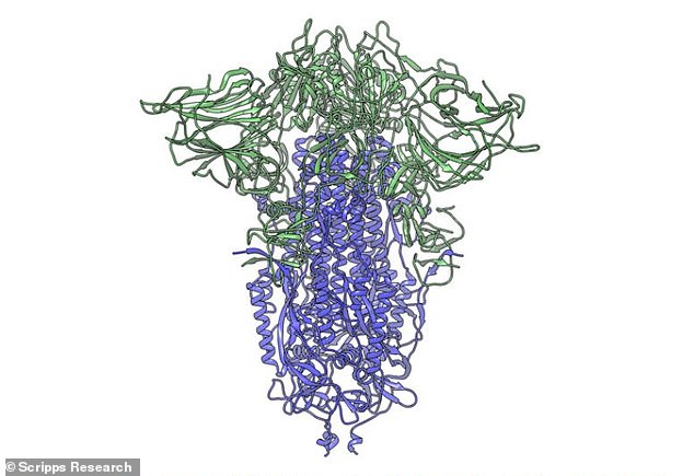 29548082-8416199-Coronavirus_s_spike_protein_pictured_has_two_components_shown_in-a-4_1592045331314