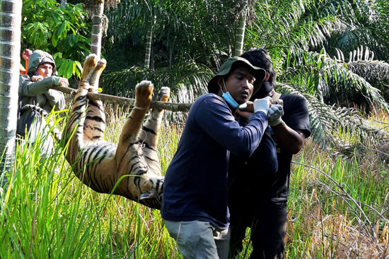 154-213033-week-sumatran-tiger-dead-indonesia-3