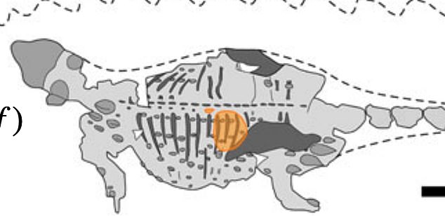 رسم توضيحى للديناصور (1)