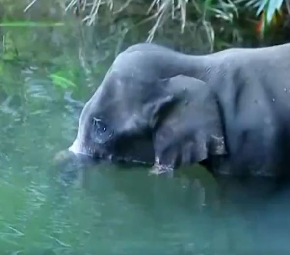 فيل في نهر بالهند