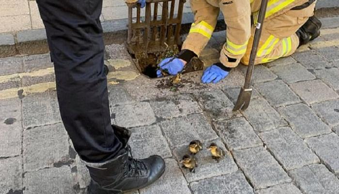 121-164546-waddle-without-firefighters-rescueducklings_700x400