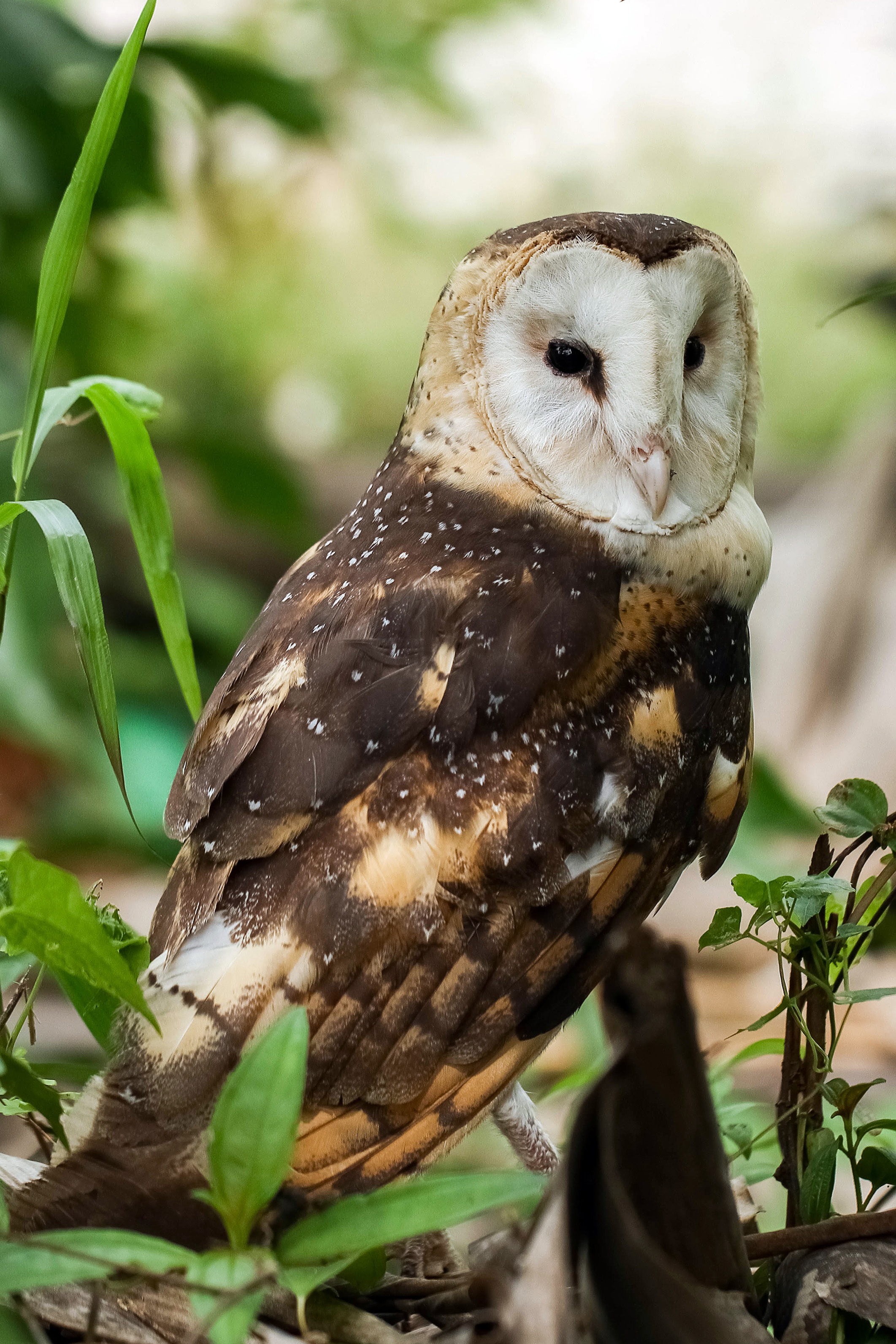 Eastern-grass-owl-1134817