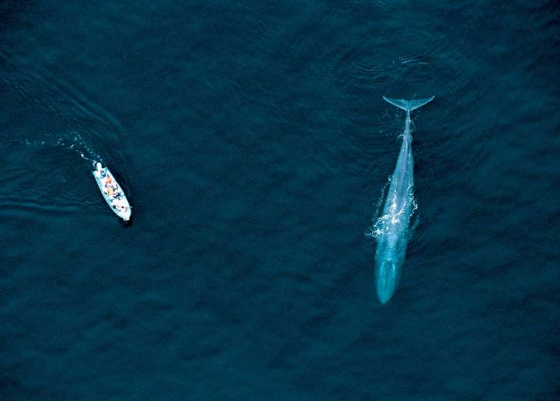 boat-blue-whale-Sea-of-Cortez-Mexico