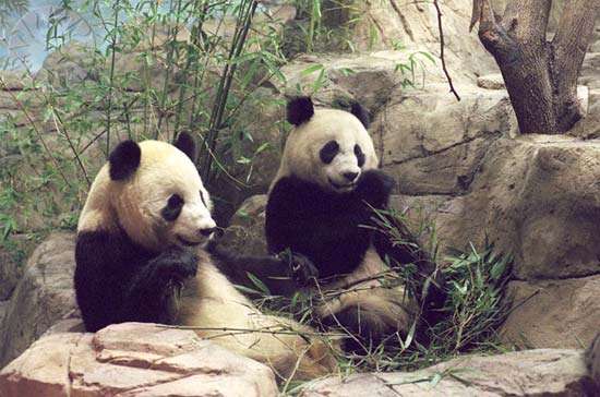 Giant-pandas-National-Zoological-Park-Washington-DC