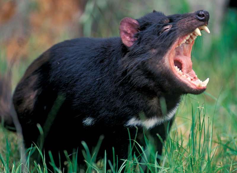 Tasmanian-devil (1)