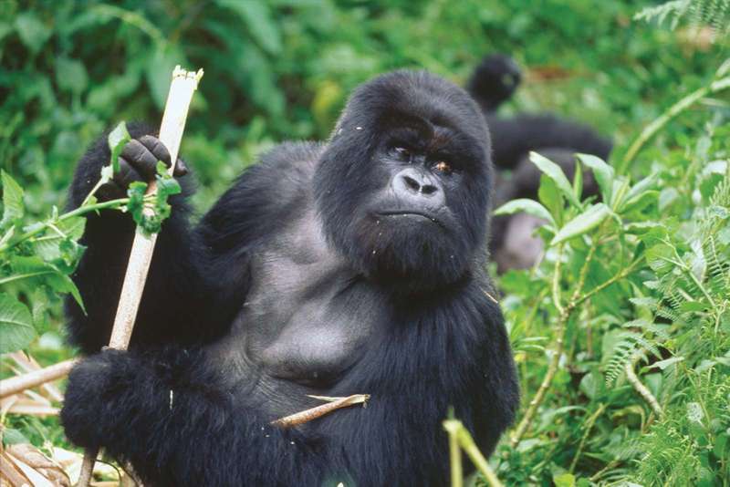 Mountain-gorilla-Virunga-Mountains-Rwanda