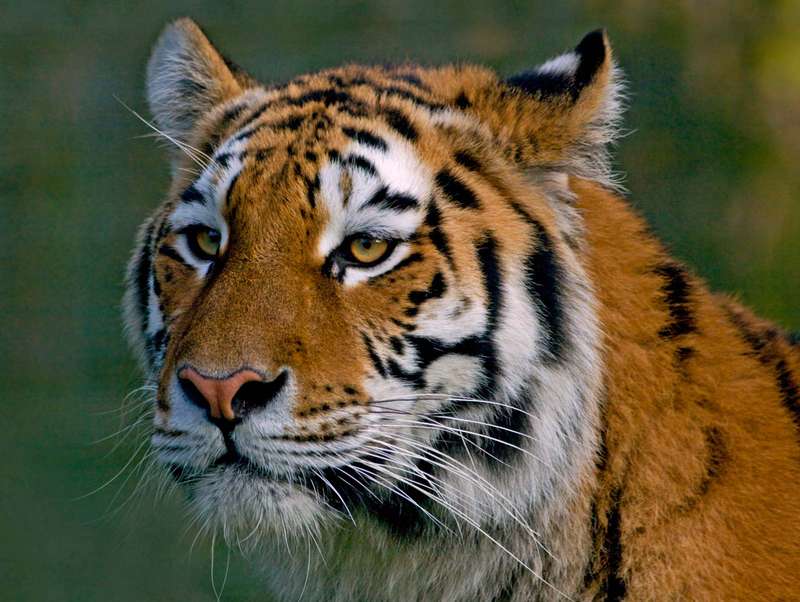Siberian-tiger-Longleat-Safari-Adventure-Park-England