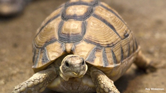 Egyptian-tortoise-labeled